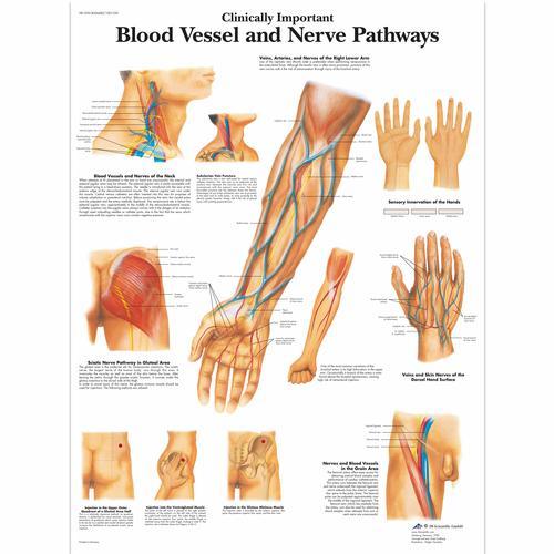 Clinically Important Blood Vessel and Nerve Pathways Laminated Chart 1001530 | Sim & Skills