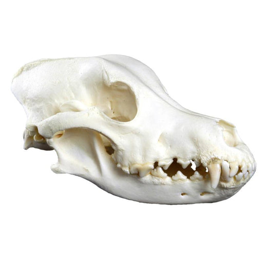 Dog Skull - Large EZ-VET3085 | Sim & Skills