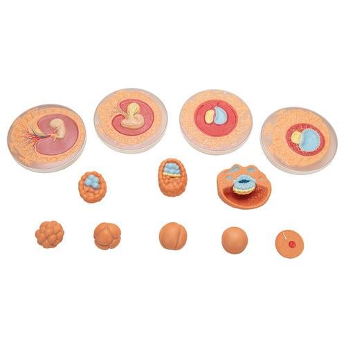 Embryonic Development Model in 12 Stages 1001257 | Sim & Skills