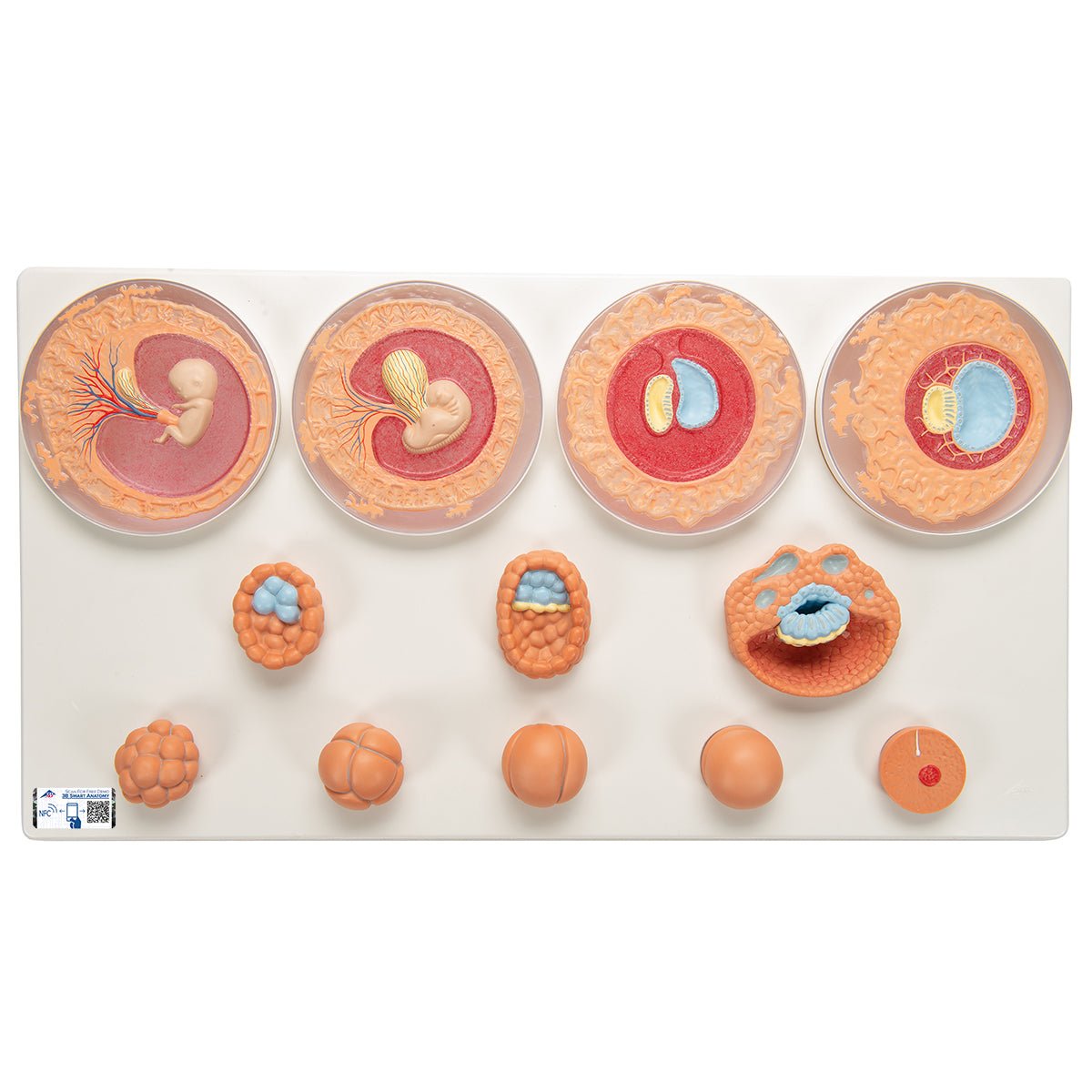 Embryonic Development Model in 12 Stages 1001257 | Sim & Skills