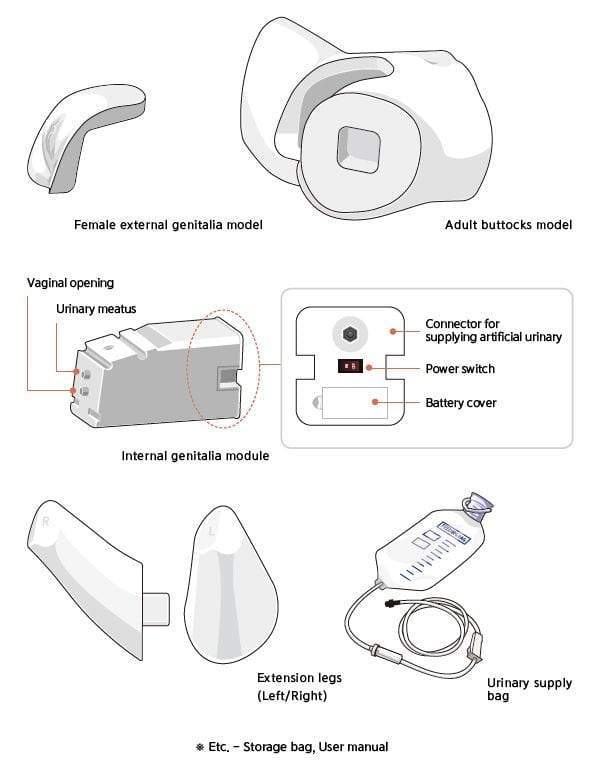 Female Catheterisation Simulator BT-CSCF | Sim & Skills Ltd