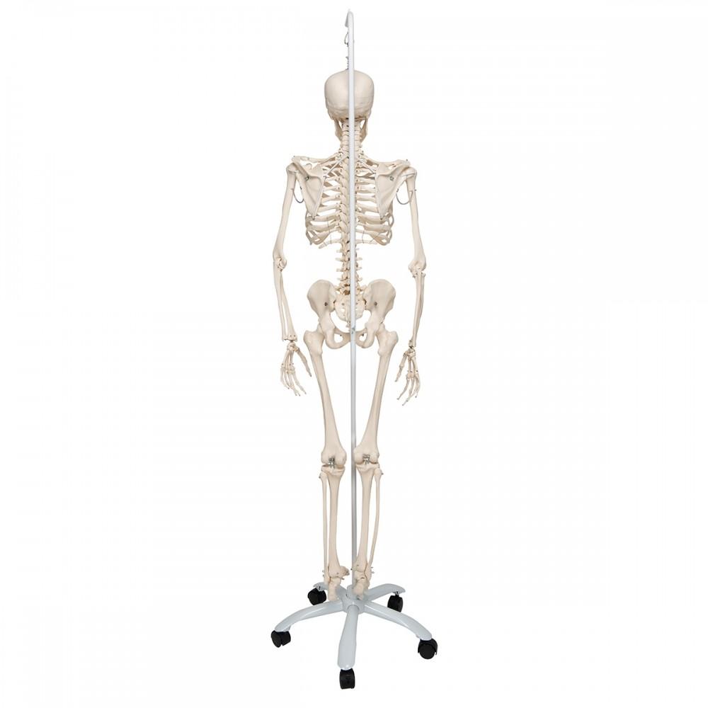 Flexible Human Skeleton Model on Hanging Stand - Phil 1020179 | Sim & Skills