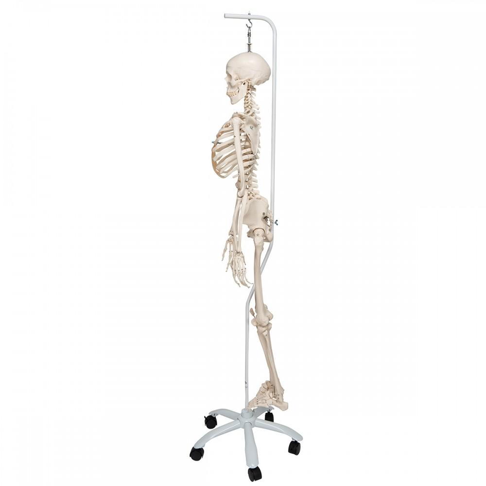 Flexible Human Skeleton Model on Hanging Stand - Phil 1020179 | Sim & Skills