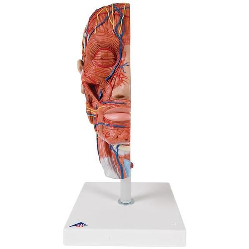 Half Head Model with Neck, Muscles, Blood Vessels & Nerve Branches 1000221 | Sim & Skills