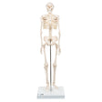 Half Size Human Skeleton Model 1000039 | Sim & Skills