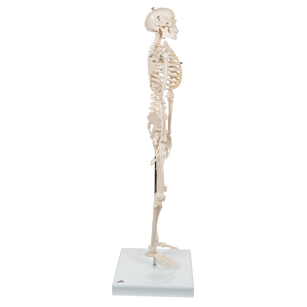 Half Size Human Skeleton Model 1000039 | Sim & Skills