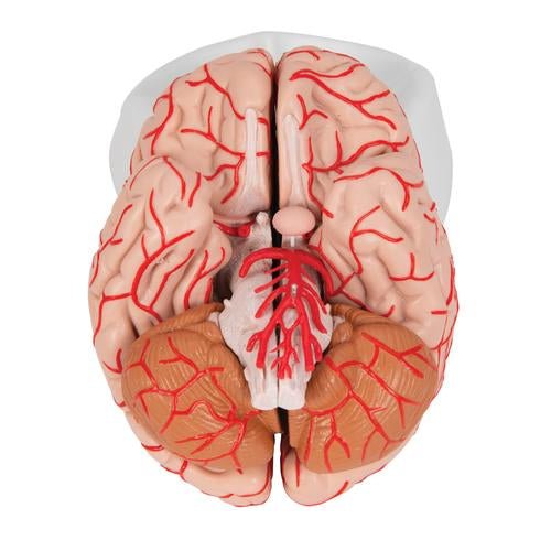 Human Brain Model with Arteries, 9 part 1017868 | Sim & Skills