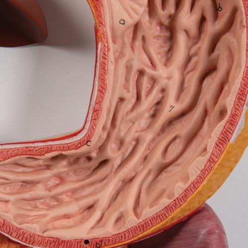 Human Digestive System Model, 3 part - 3B Smart Anatomy 1000307 | Sim & Skills