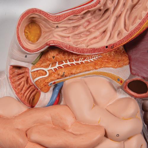 Human Digestive System Model, 3 part - 3B Smart Anatomy 1000307 | Sim & Skills