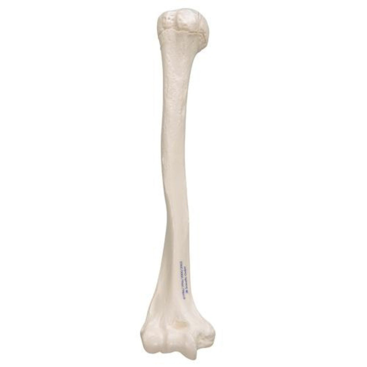 Human Humerus Model 1019372 | Sim & Skills