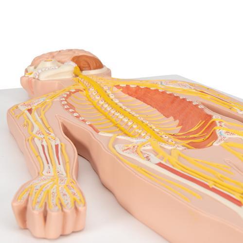 Human Nervous System Model, 1/2 Life-Size - 3B Smart Anatomy 1000231 | Sim & Skills
