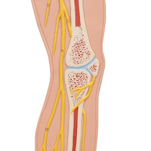 Human Nervous System Model, 1/2 Life-Size - 3B Smart Anatomy 1000231 | Sim & Skills