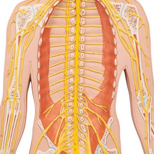 Human Nervous System Model, 1/2 Life-Size - 3B Smart Anatomy 1000231 | Sim & Skills