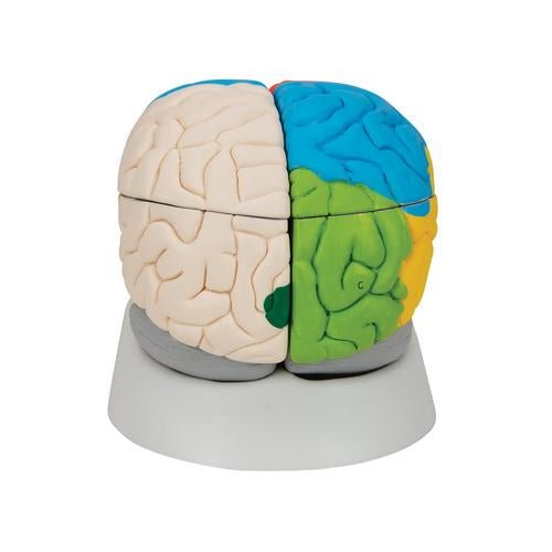 Human Neuro-Anatomical Brain Model, 8 Part 1000228 | Sim & Skills