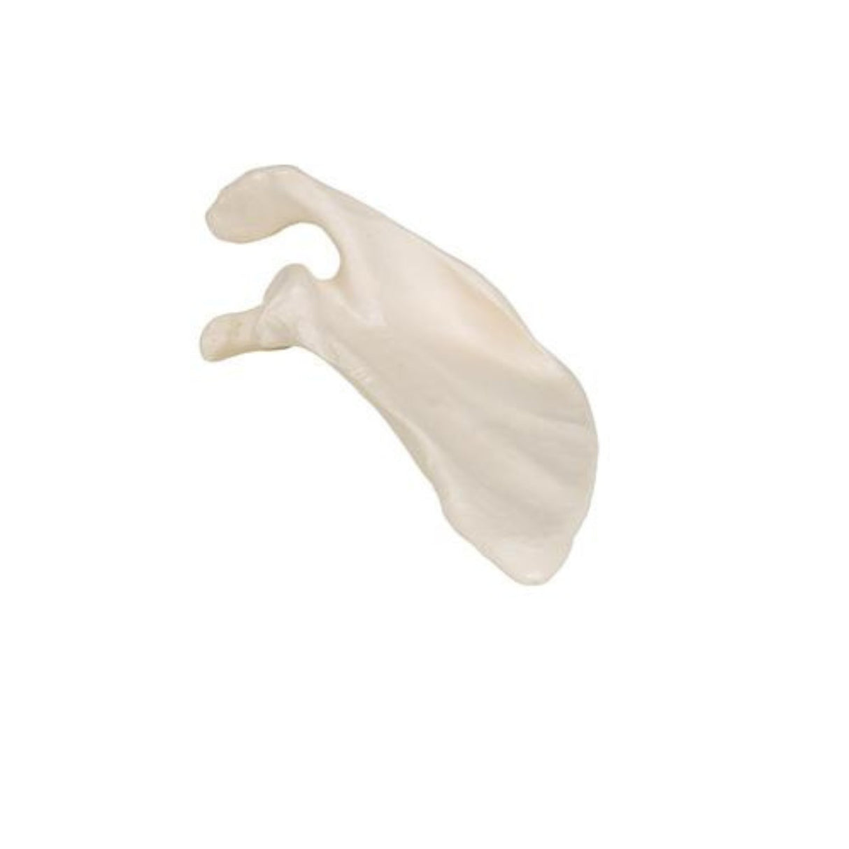 Human Scapula Model 1019375 | Sim & Skills