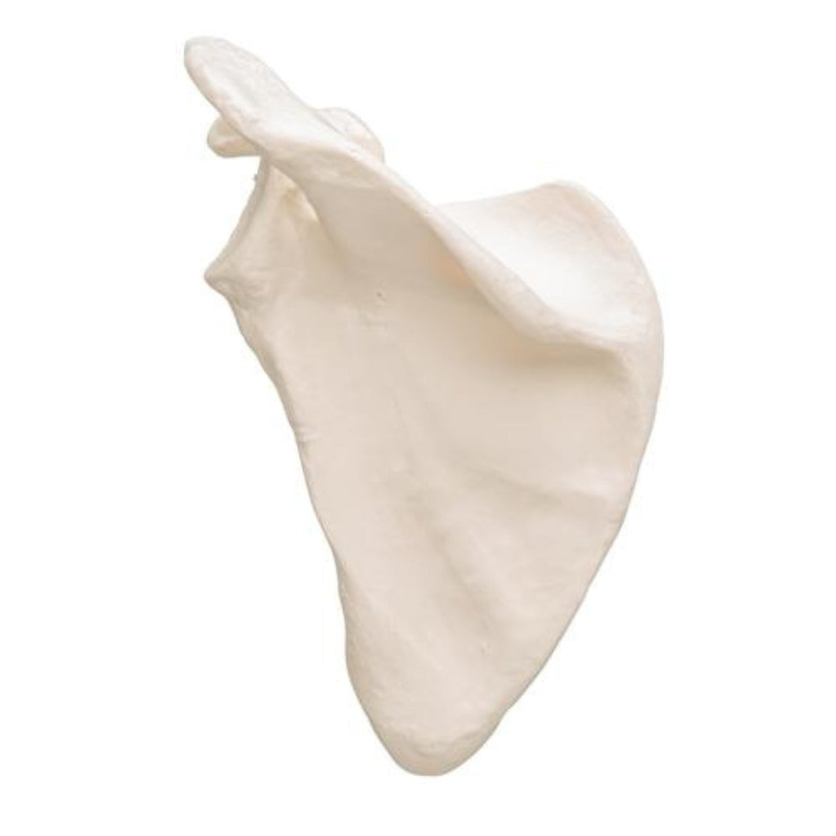 Human Scapula Model 1019375 | Sim & Skills