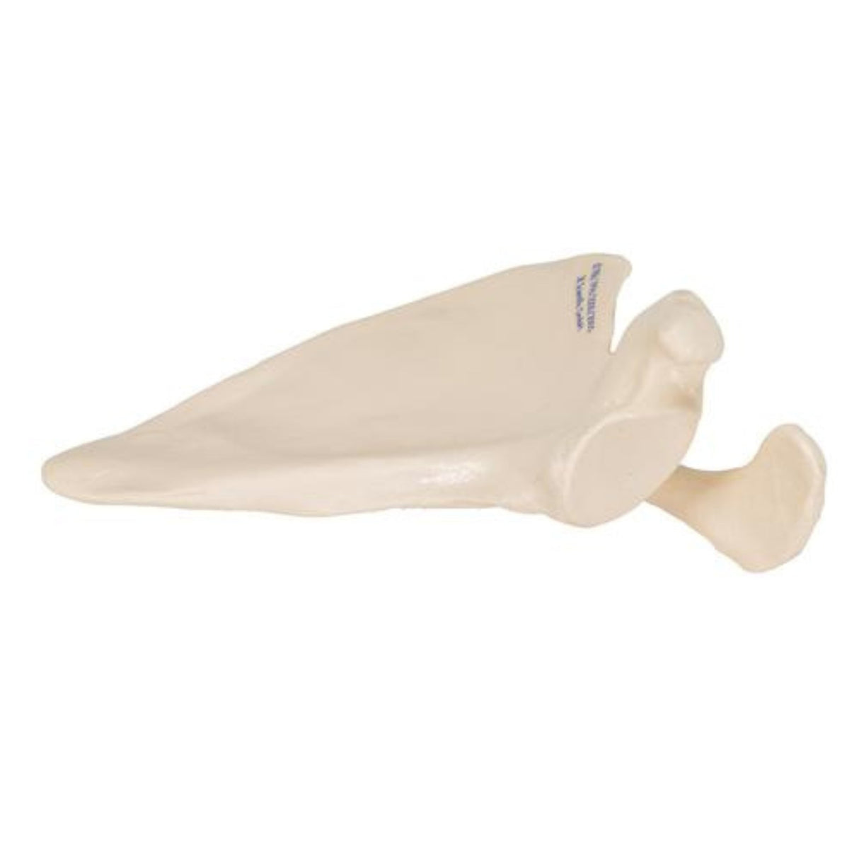 Human Scapula Model 1019375 | Sim & Skills