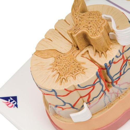 Human Spinal Cord Model, 5 times Life-Size 1000238 | Sim & Skills
