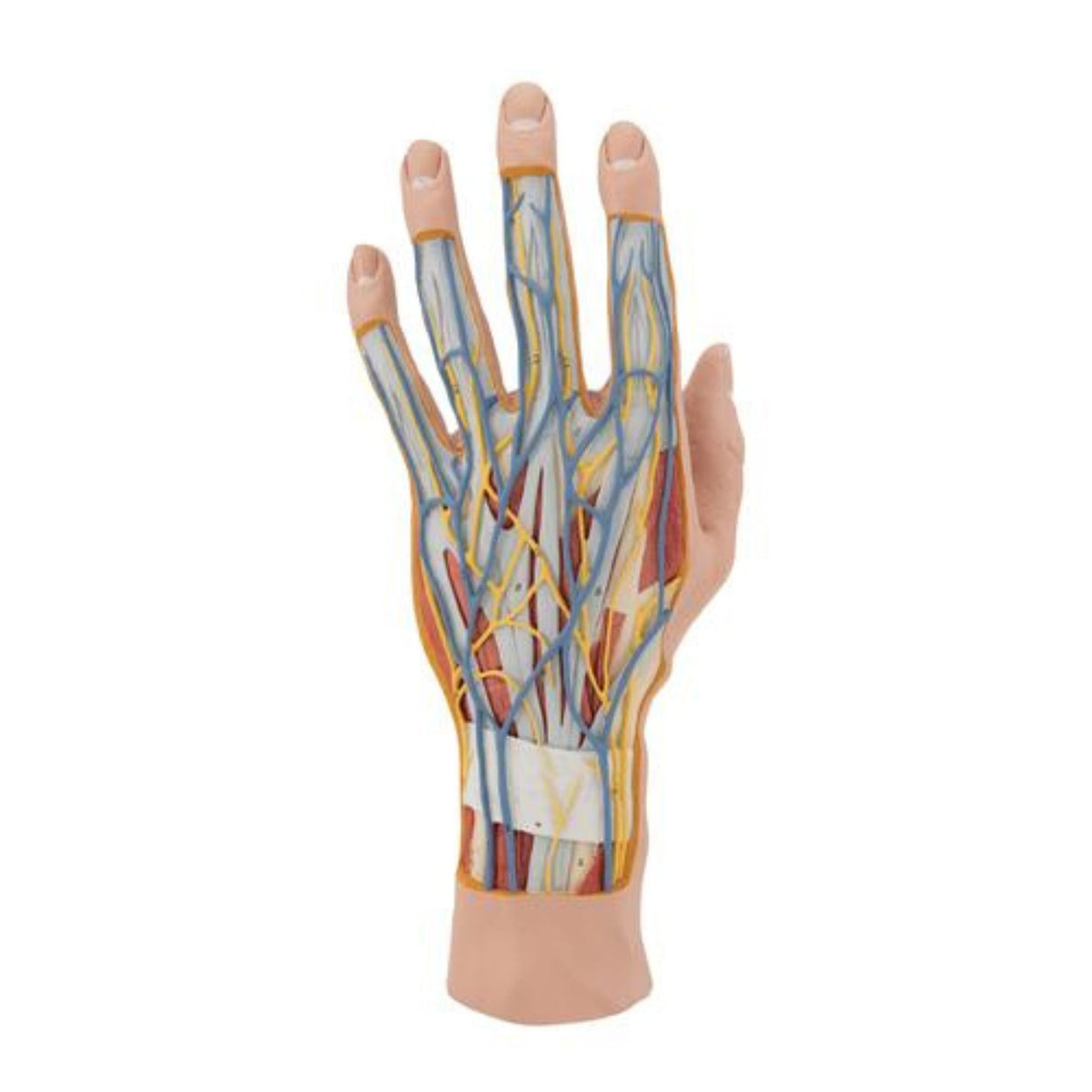 Life-Size Hand Model with Muscles, Tendons, Ligaments, Nerves & Arteries - 3 part 1000349 | Sim & Skills