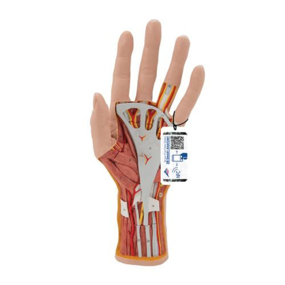 Life-Size Hand Model with Muscles, Tendons, Ligaments, Nerves & Arteries - 3 part 1000349 | Sim & Skills