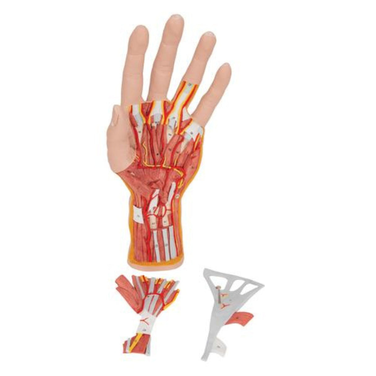 Life-Size Hand Model with Muscles, Tendons, Ligaments, Nerves & Arteries - 3 part 1000349 | Sim & Skills