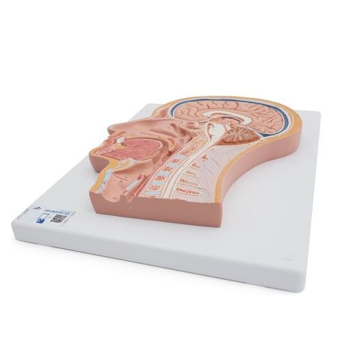 Median Section of the Head 1021818 | Sim & Skills
