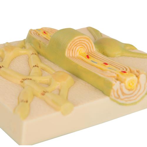 Myelin Sheaths of the Central Nervous System 1000234 | Sim & Skills