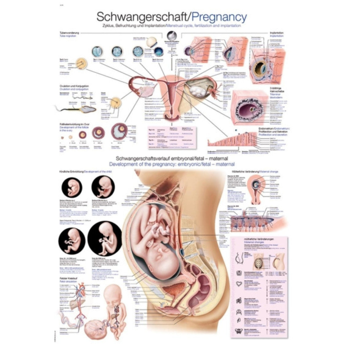 View of Pregnancy Chart - 70 x 100 cm – Sim & Skills
