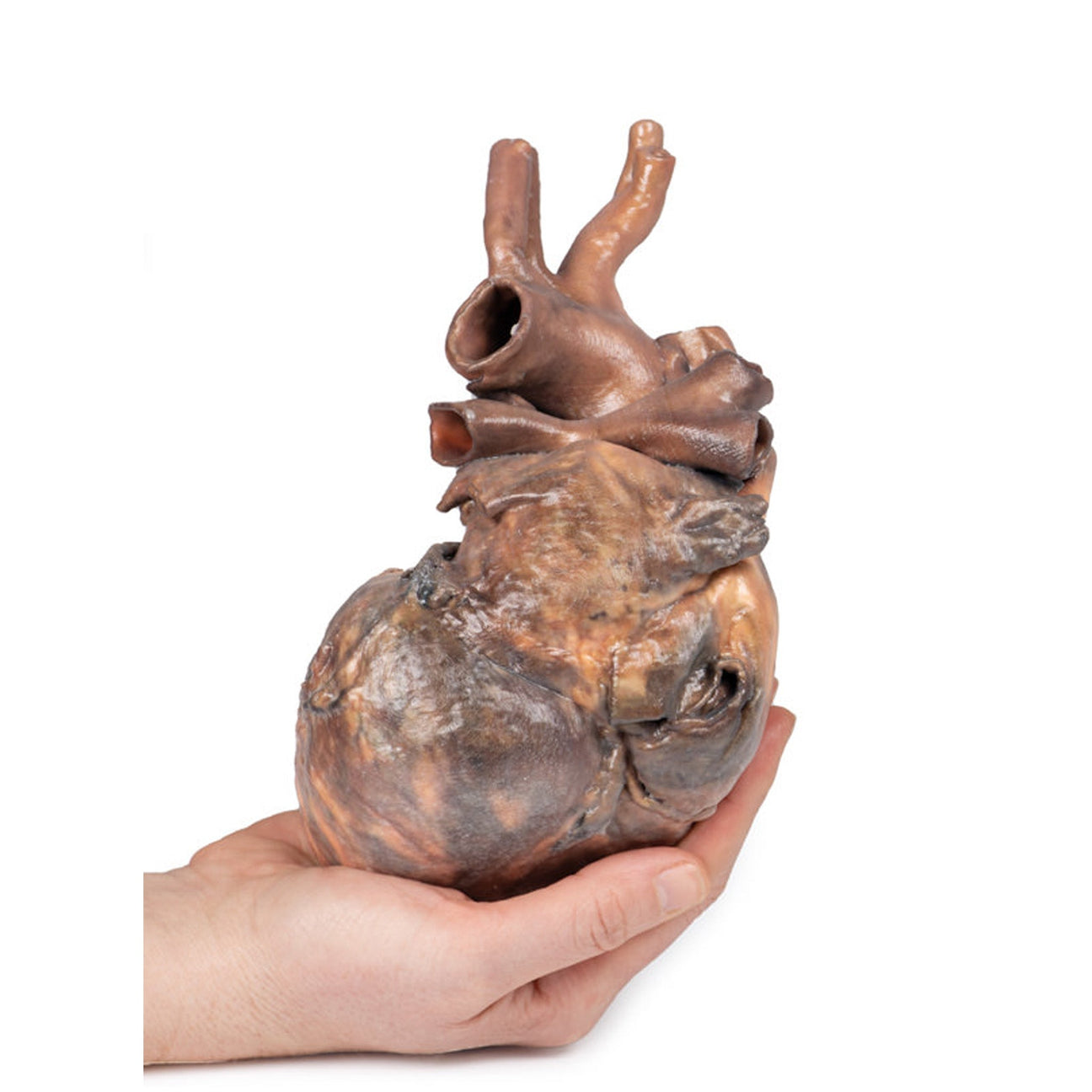 True-to-life Anatomy Models