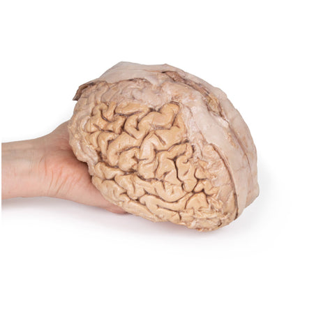 3D True-to-life Anatomy - Head and Brain