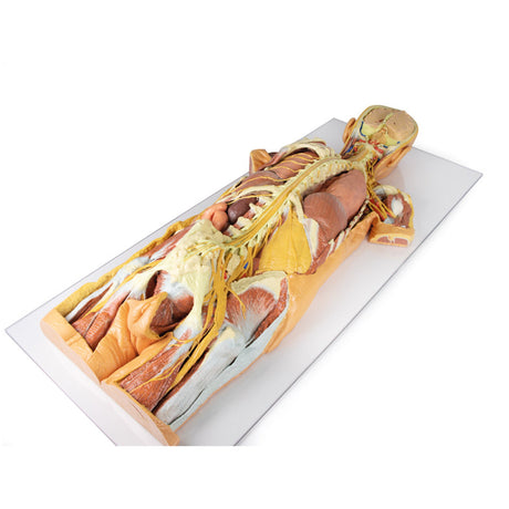 3D Teaching Anatomy - Whole Body and Vascular Systems