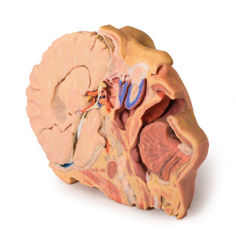 3D Teaching Anatomy - Head, Neck and Shoulder