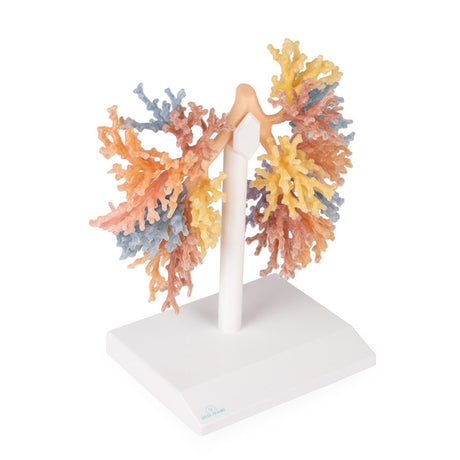 3D Teaching Anatomy - Thorax and Heart