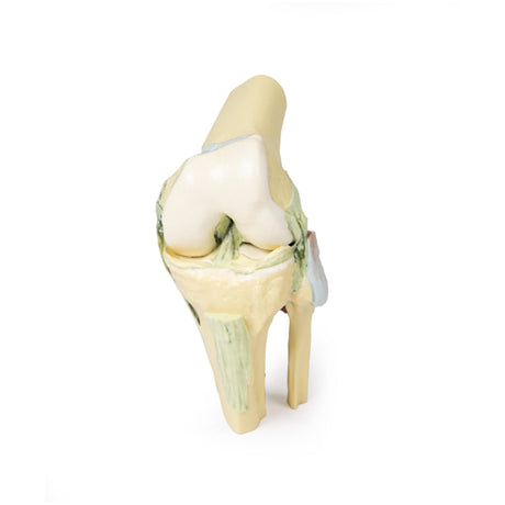 3D Teaching Anatomy - Lower Limb