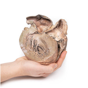 Pathology Anatomy Models