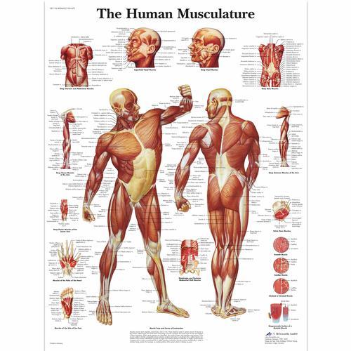 Anatomical Charts & Posters - Sim & Skills