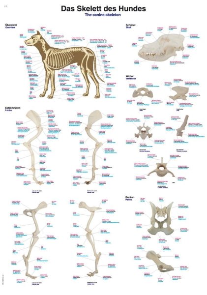 Veterinary Anatomical Charts - Sim & Skills