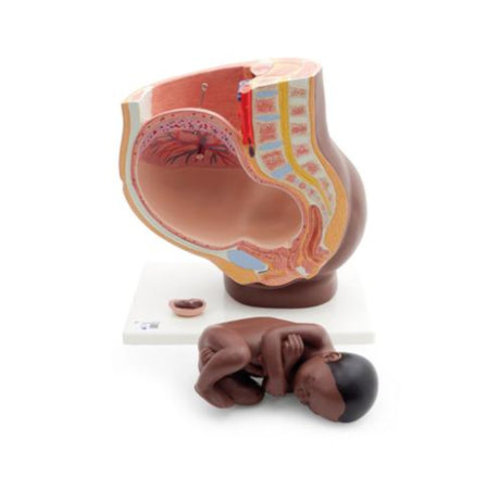 Pregnancy Pelvis Model in Median Section with Removable Foetus at 40 weeks, 3 Part 1024385 | Sim & Skills