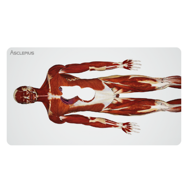 Virtual Dissection Anatomy Table Lifesize 84-inch