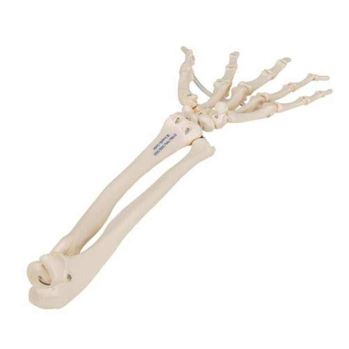 Human hand skeleton model with Ulna & Radius 1019369 | Sim & Skills Ltd