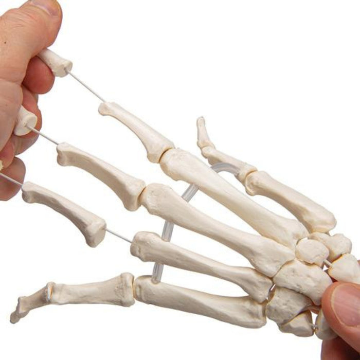 Human hand skeleton model with Ulna & Radius 1019369 | Sim & Skills Ltd