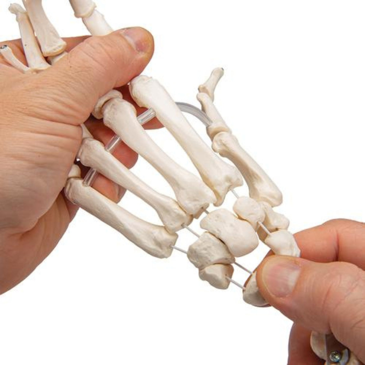 Human hand skeleton model with Ulna & Radius 1019369 | Sim & Skills Ltd