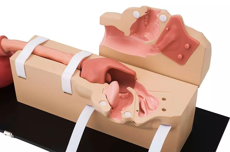 OGD (OesophagoGastroDuodenoscopy) Simulator