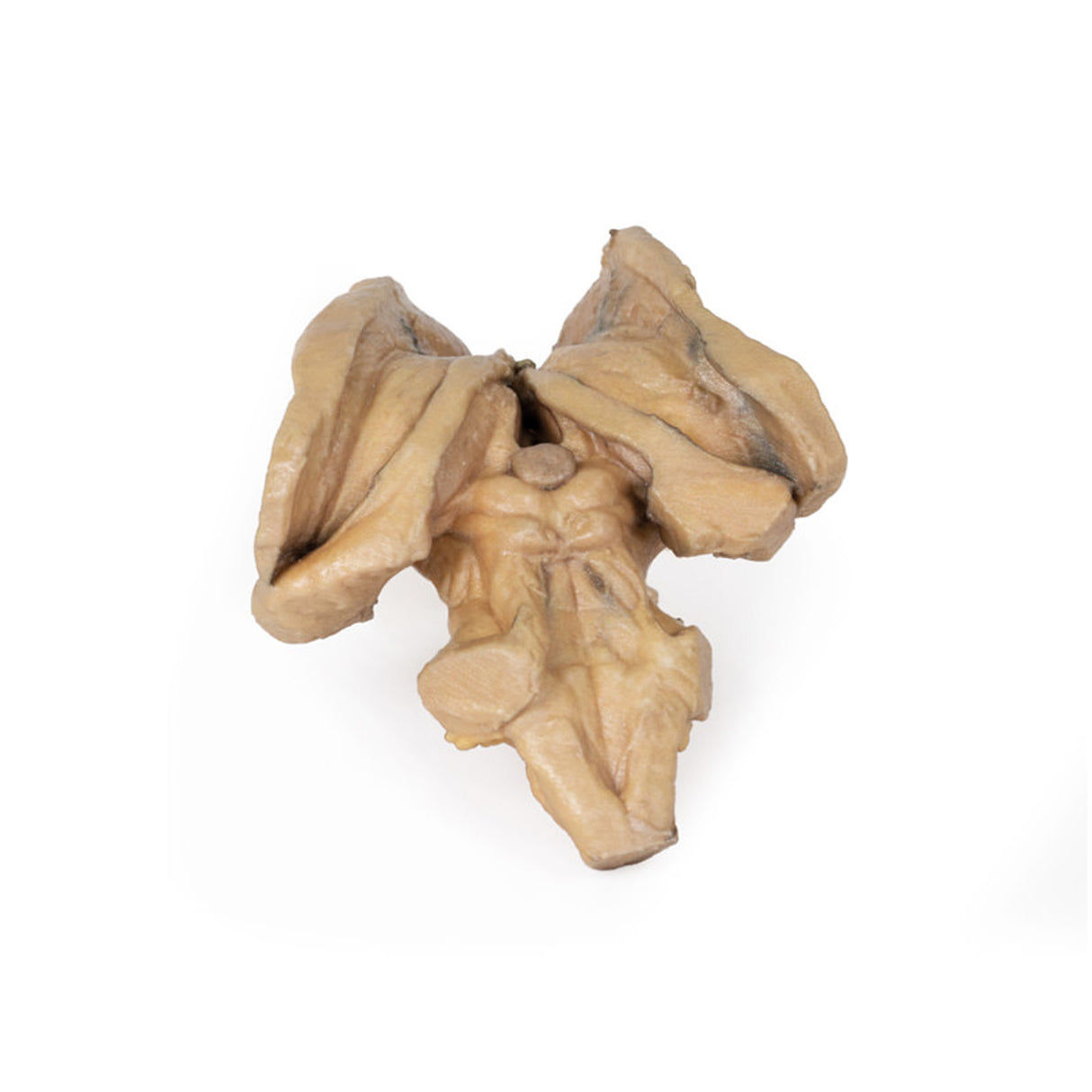 Brain stem, deep cerebral and diencephalic structures | EZ-MP1100 | Sim & Skills Ltd