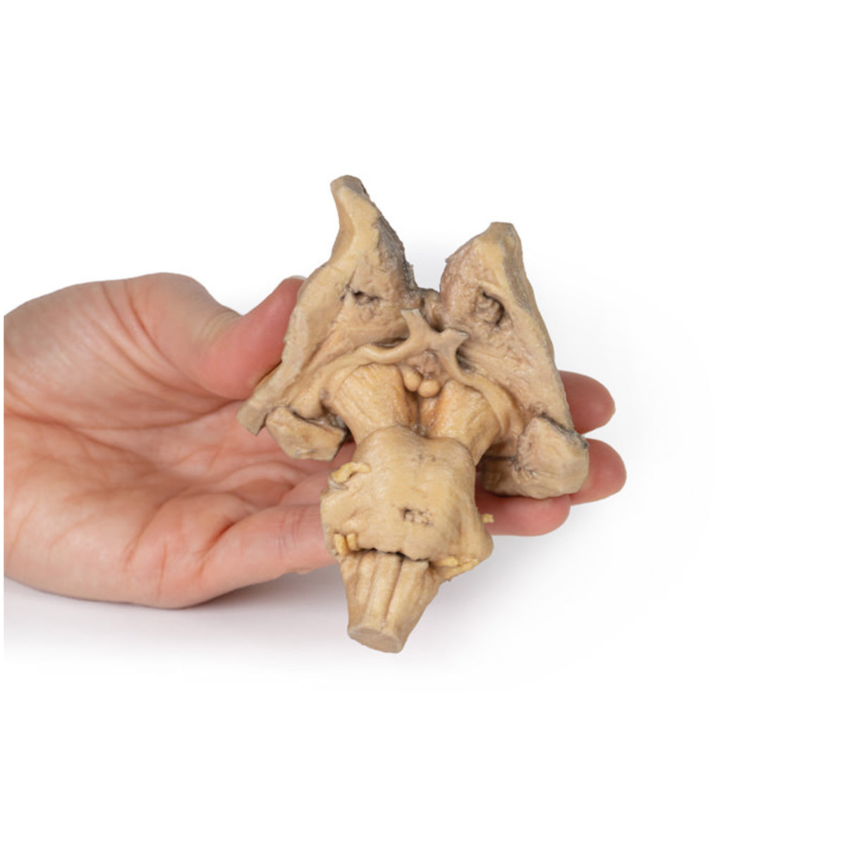 Brain stem, deep cerebral and diencephalic structures | EZ-MP1100 | Sim & Skills Ltd