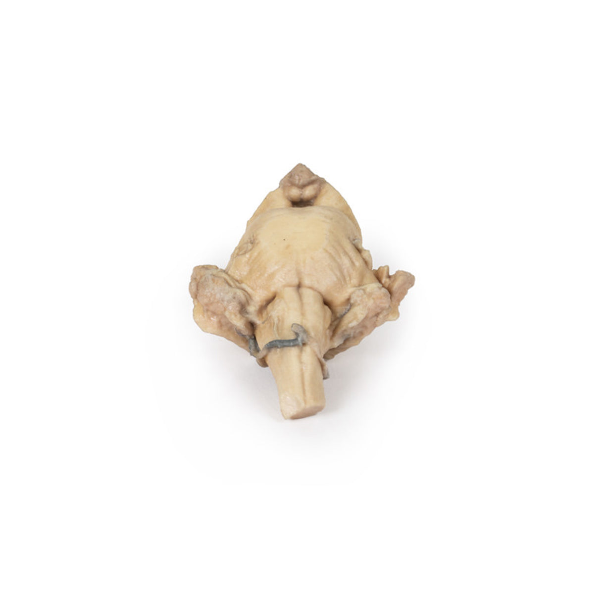 Brain Stem, isolated anatomy from midbrain to medulla oblongata | EZ-MP1101 | Sim & Skills Ltd