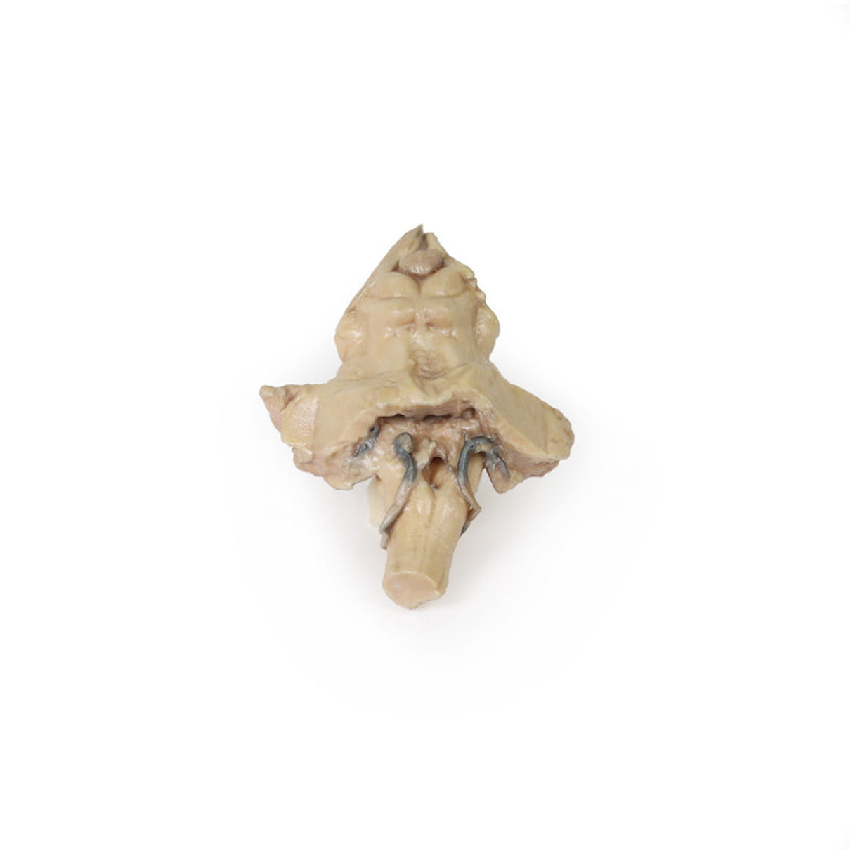 Brain Stem, isolated anatomy from midbrain to medulla oblongata | EZ-MP1101 | Sim & Skills Ltd