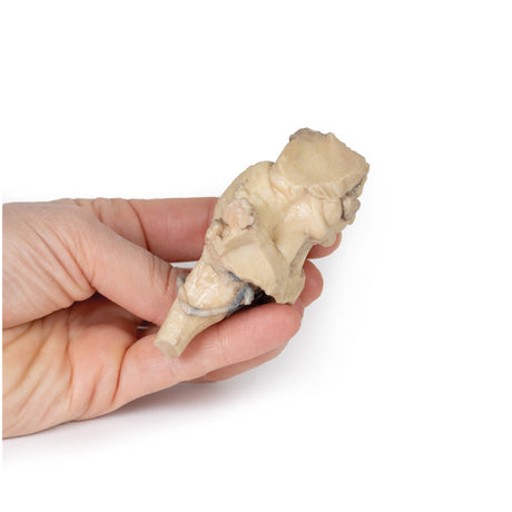 Brain Stem, isolated anatomy from midbrain to medulla oblongata | EZ-MP1101 | Sim & Skills Ltd