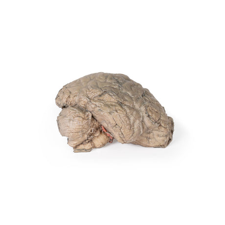 Brain Hemisection | EZ-MP1102 | Sim & Skills Ltd