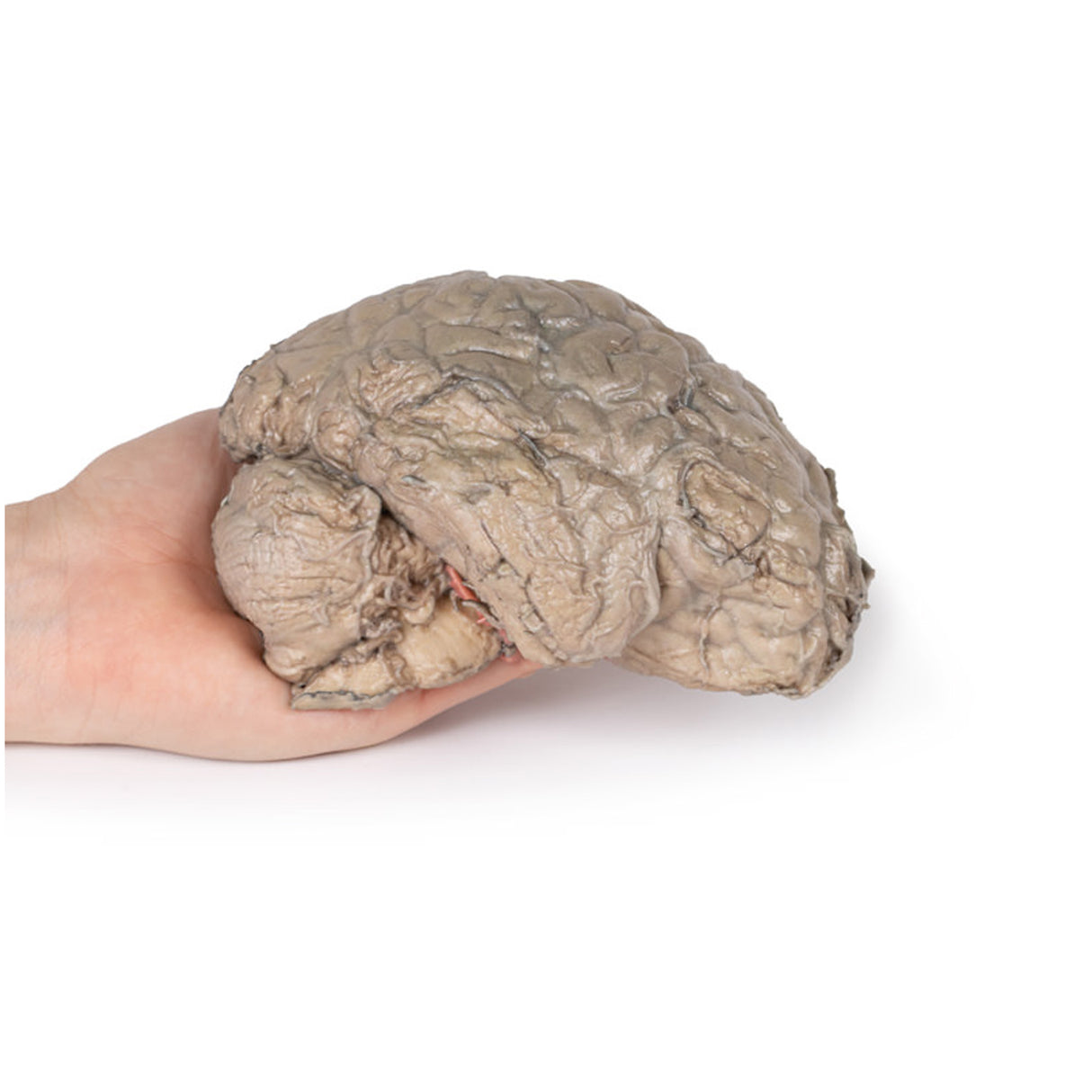 Brain Hemisection | EZ-MP1102 | Sim & Skills Ltd